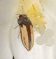 Acmaeodera