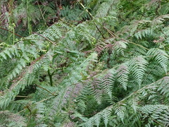 Pteridium aquilinum capense