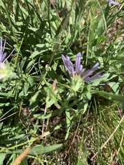 Symphyotrichum laeve