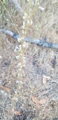 Cuscuta californica