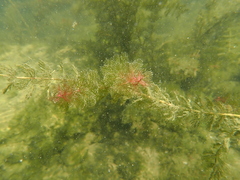 Myriophyllum