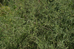 Urtica cannabina