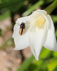 Acmaeodera