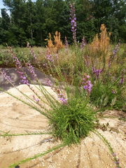 Liatris microcephala