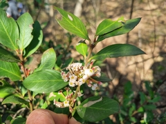 Acokanthera oppositifolia