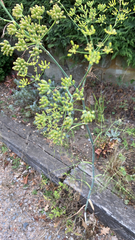 Foeniculum vulgare