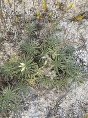 Onosma simplicissima