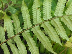 Thelypteridaceae