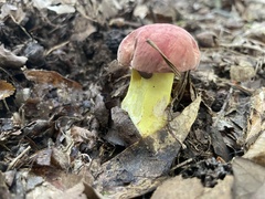 Baorangia bicolor