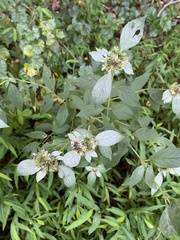 Pycnanthemum