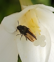 Acmaeodera