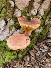 Phylloporus