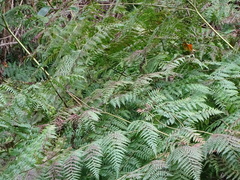 Pteridium aquilinum capense