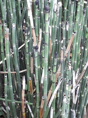 Equisetum hyemale