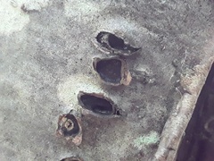 Biscogniauxia marginata