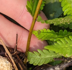 Thelypteridaceae