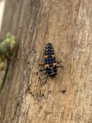 Cycloneda sanguinea
