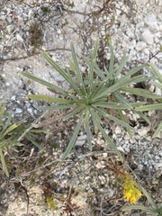 Onosma simplicissima