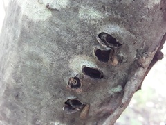 Biscogniauxia marginata