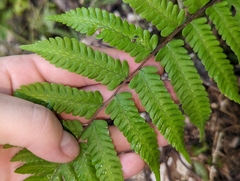Thelypteridaceae