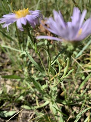 Symphyotrichum laeve