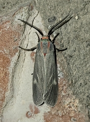 Pygarctia