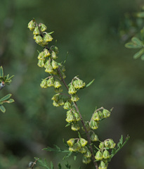 Artemisia gmelinii