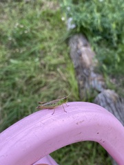 Pseudochorthippus parallelus