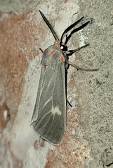 Pygarctia