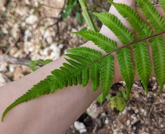 Thelypteridaceae