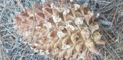 Pinus sabiniana