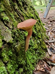 Phylloporus