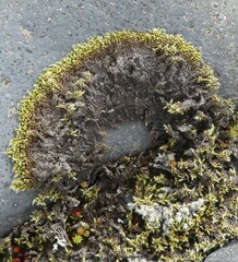 Racomitrium