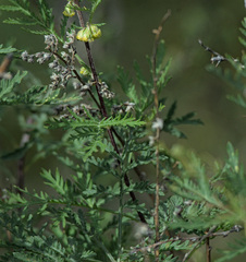 Artemisia gmelinii