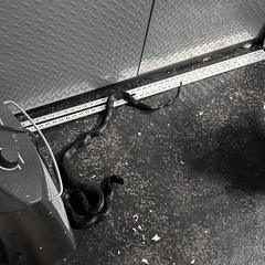 Pantherophis alleghaniensis