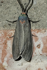 Pygarctia