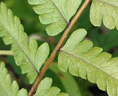 Thelypteridaceae