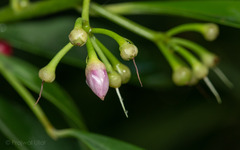 Ardisia