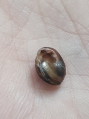 Perforatella bidentata