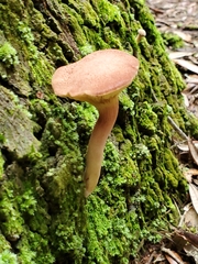 Phylloporus
