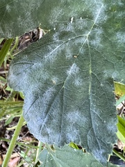 Erysiphe heraclei