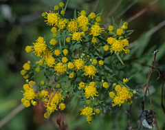Galatella biflora