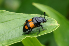 Nicrophorus defodiens