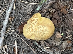Buchwaldoboletus lignicola