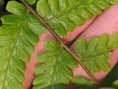 Thelypteridaceae