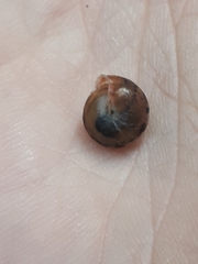 Perforatella bidentata