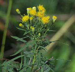 Galatella biflora