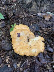 Lactarius psammicola