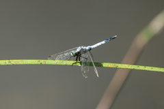 Orthetrum albistylum