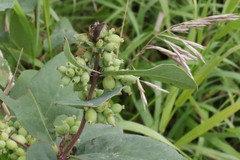 Symphoricarpos occidentalis